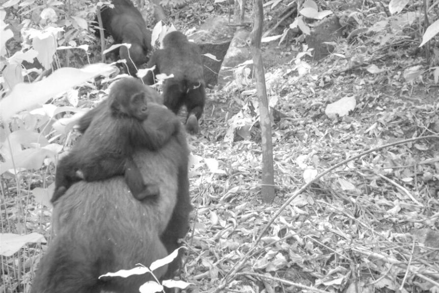 WCS Nigéria Via AP