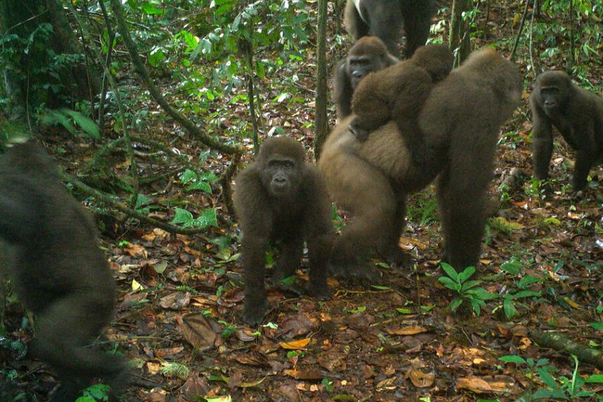 WCS Nigéria Via AP