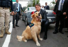 Bolsonaro cria departamento específico para políticas públicas de cães e gatos